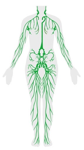 Sistema linfatico del corpo umano