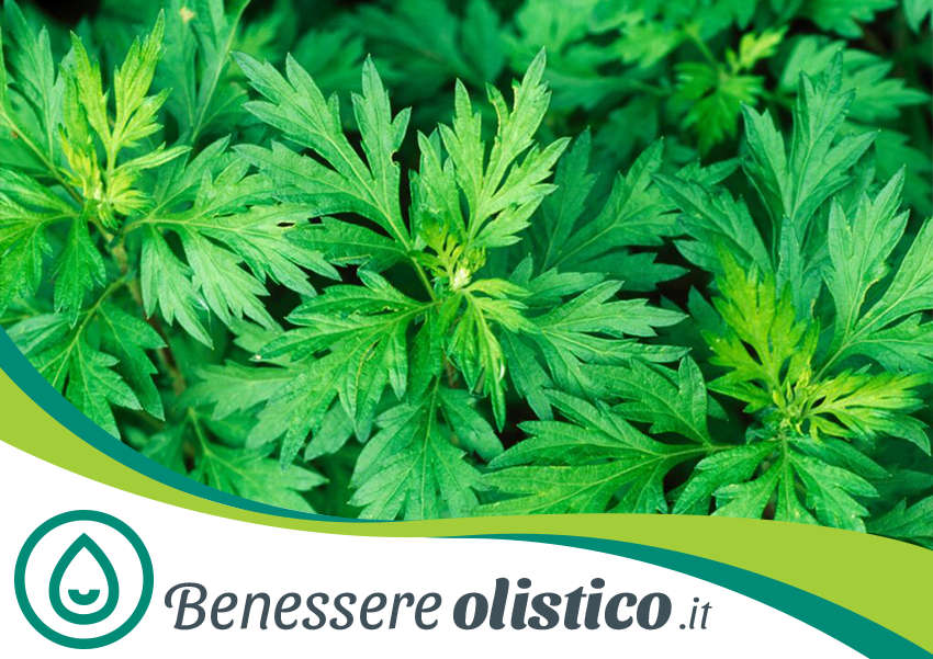 Pianta di artemisia fresca